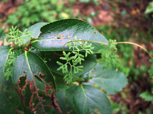 Photo By: Stephen M. Young. Photo taken: Richmond County, NY on 12 September 2006